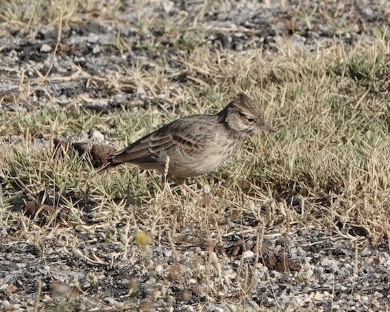 skylark